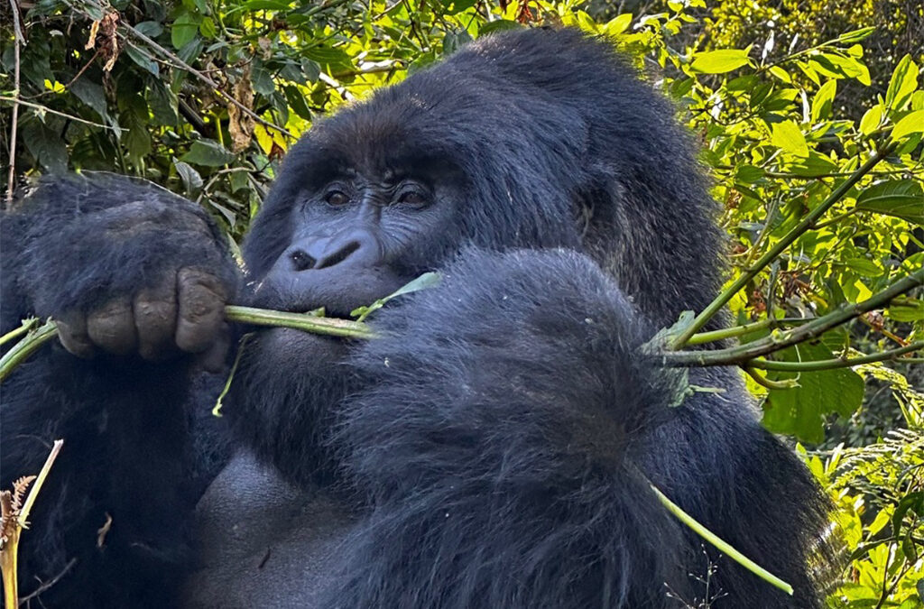 Uganda Beyond Gorilla Trekking: Discover the True Pearl of Africa