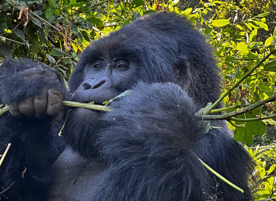 Uganda Beyond Gorilla Trekking: Discover the True Pearl of Africa