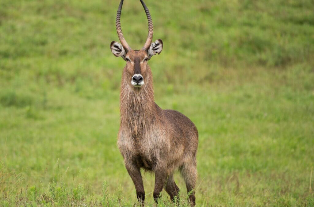 Interesting Facts About Waterbucks