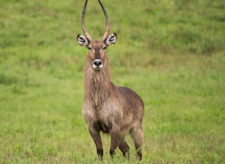 Interesting Facts About Waterbucks