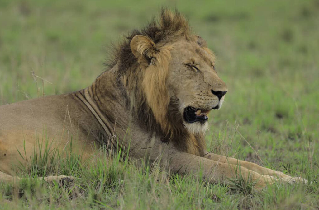 What to Expect on a Game Drive Safari Tour in Uganda