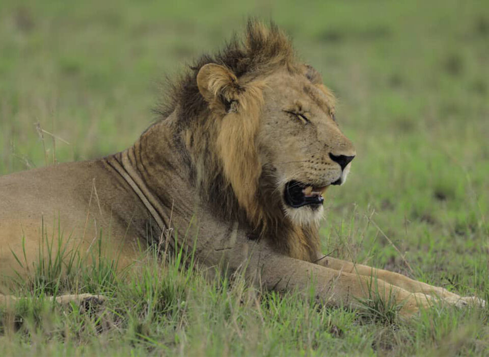 What to Expect on a Game Drive Safari Tour in Uganda