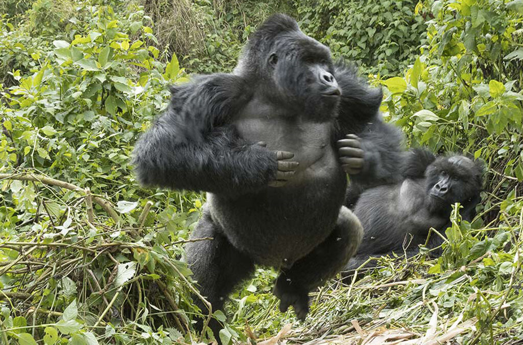 Which Month Offers the Best Game Viewing in Rwanda?