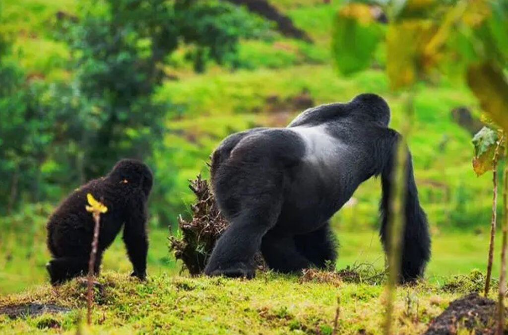 When Is the Best Time of the Year to Trek Gorillas in Uganda?