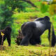 When Is the Best Time of the Year to Trek Gorillas in Uganda?