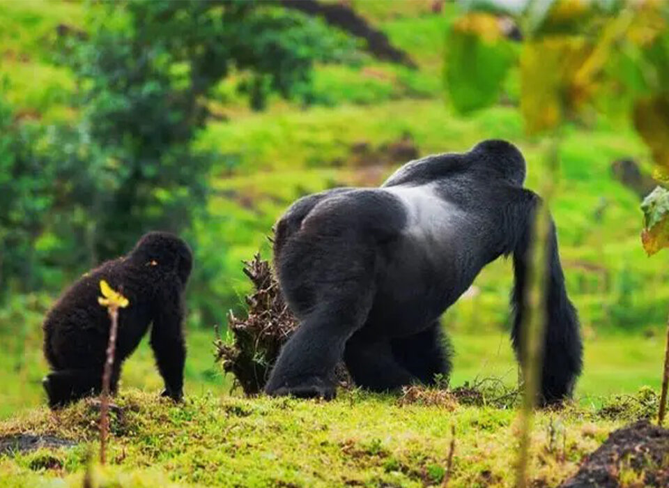 When Is the Best Time of the Year to Trek Gorillas in Uganda?