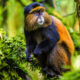 Photographing Rwanda’s Golden Monkeys