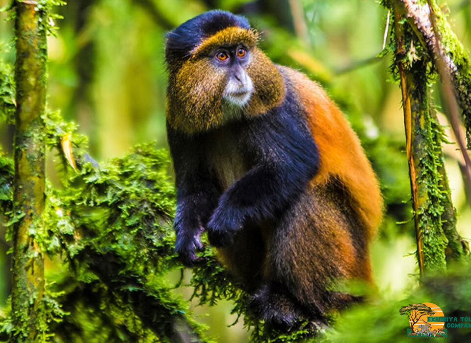 Photographing Rwanda’s Golden Monkeys