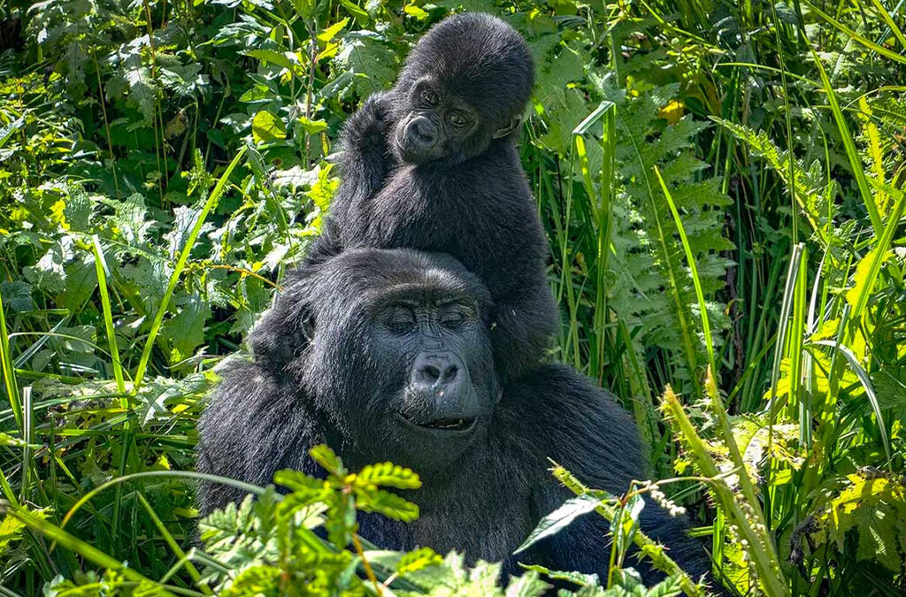 Embark on Gorilla Trekking in Mgahinga Gorilla National Park