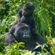 Embark on Gorilla Trekking in Mgahinga Gorilla National Park