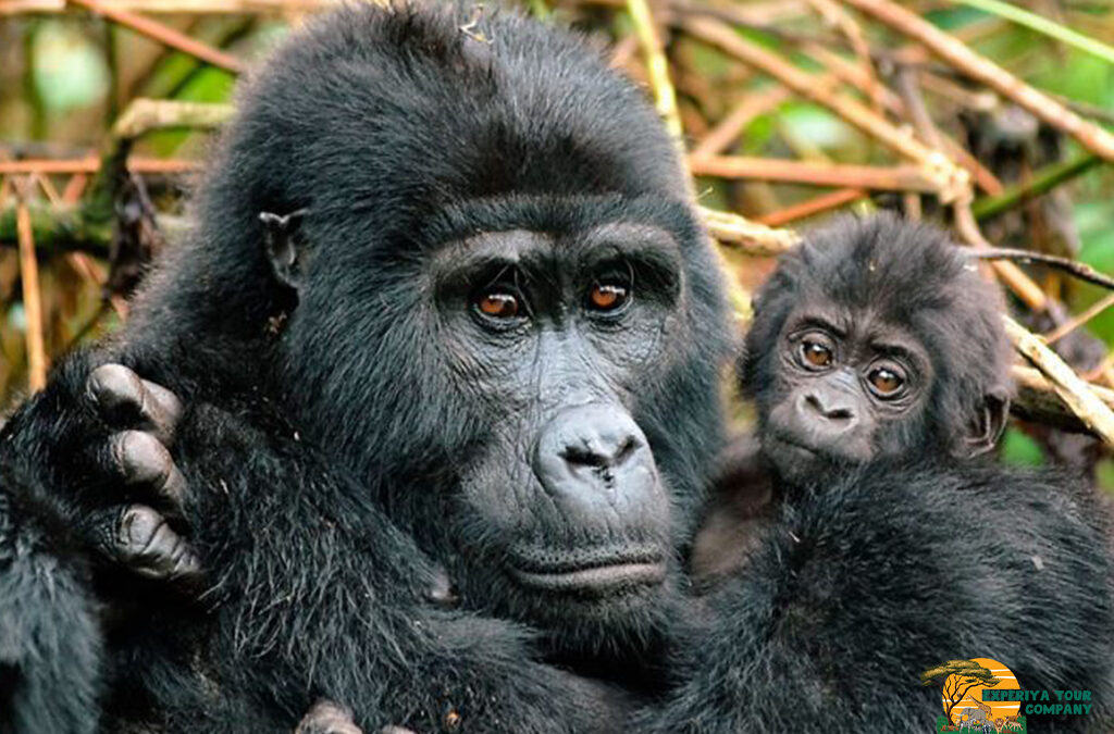 Is Gorilla Trekking in Bwindi Impenetrable Forest Difficult?