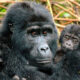 Is Gorilla Trekking in Bwindi Impenetrable Forest Difficult?