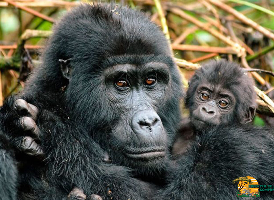 Is Gorilla Trekking in Bwindi Impenetrable Forest Difficult?