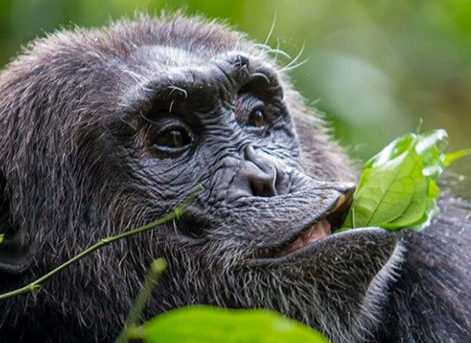 5 Best Wildlife Encounters in Uganda