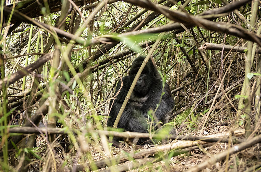Experience Gorilla Trekking with Experiya Tour Company