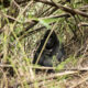 Experience Gorilla Trekking with Experiya Tour Company