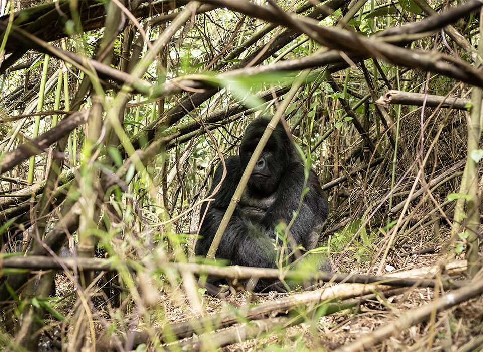Experience Gorilla Trekking with Experiya Tour Company