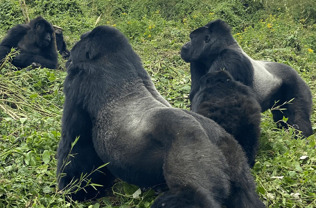 How Is Gorilla Habituation in Uganda?