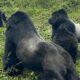 How Is Gorilla Habituation in Uganda?