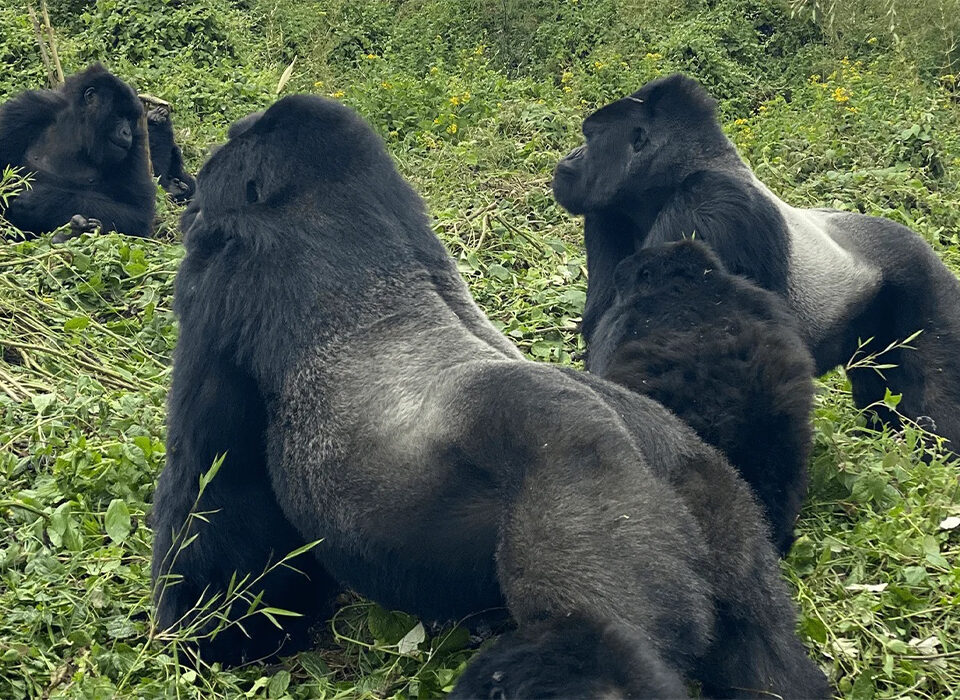 How Is Gorilla Habituation in Uganda?