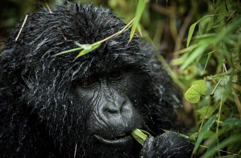 Popular Gorilla Havens on an African Safari