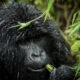 Popular Gorilla Havens on an African Safari