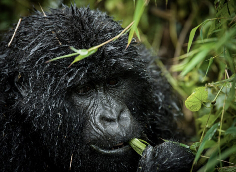 Popular Gorilla Havens on an African Safari