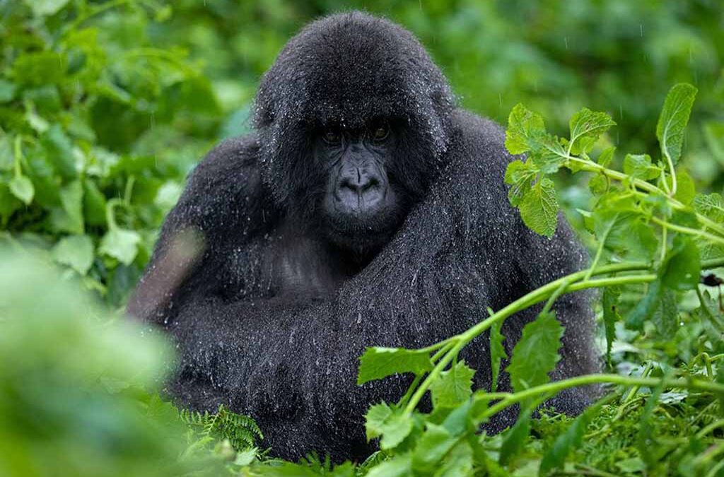 Why You Should Combine Gorilla Trekking in Rushaga and Nkuringo Sectors of Bwindi