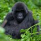 Why You Should Combine Gorilla Trekking in Rushaga and Nkuringo Sectors of Bwindi