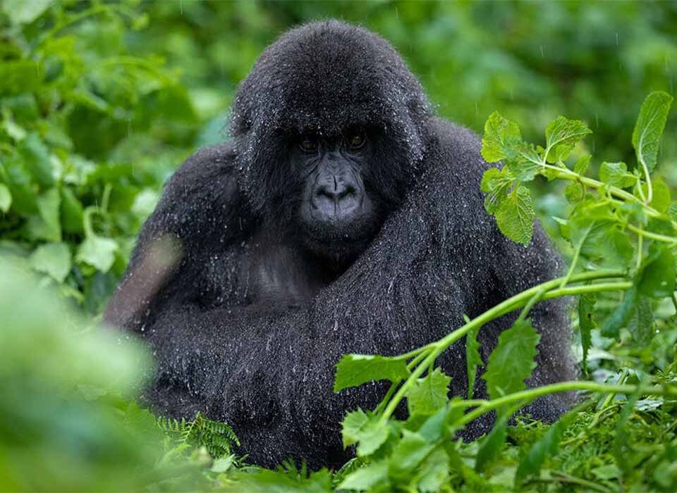 Why You Should Combine Gorilla Trekking in Rushaga and Nkuringo Sectors of Bwindi