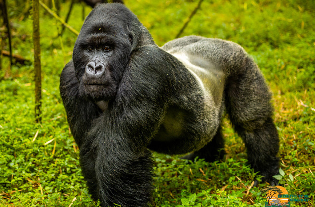 Rwanda vs Uganda Gorilla Trekking Price