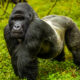 Rwanda vs Uganda Gorilla Trekking Price