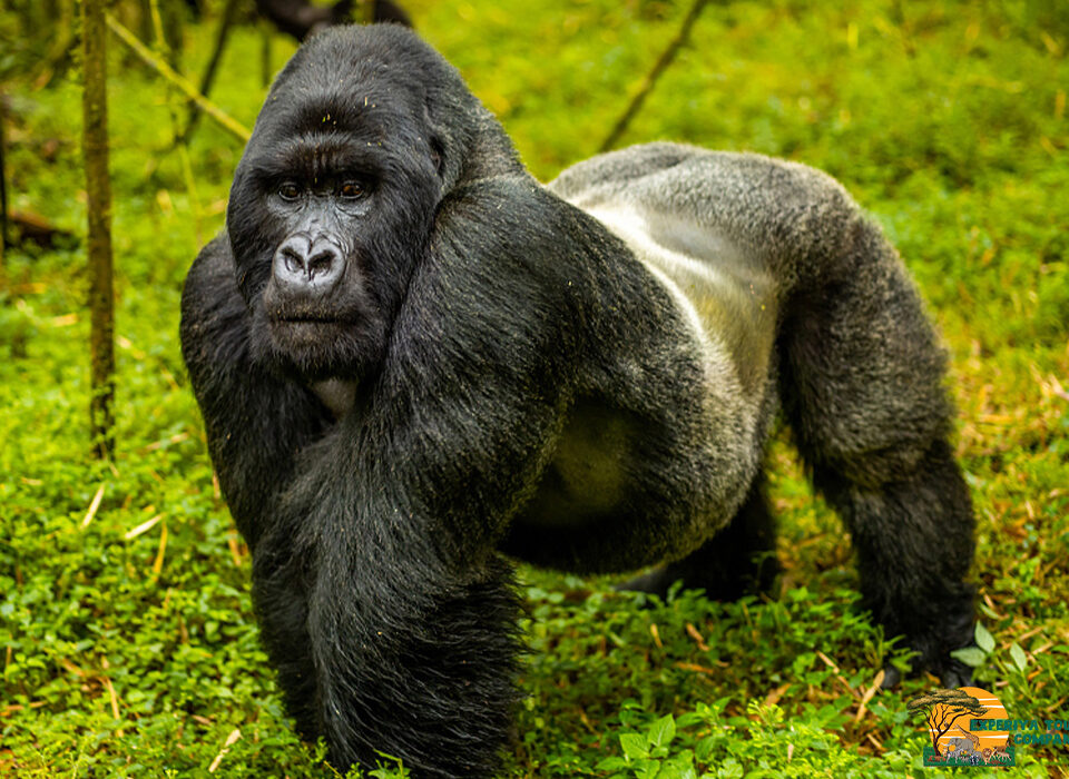 Rwanda vs Uganda Gorilla Trekking Price
