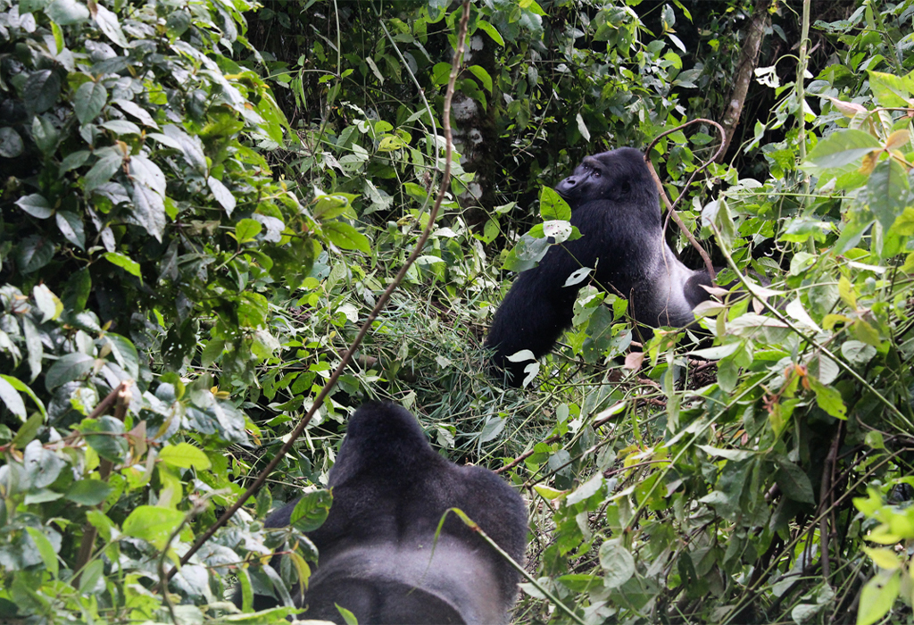A Close Encounter with Mountain Gorillas in Rwanda