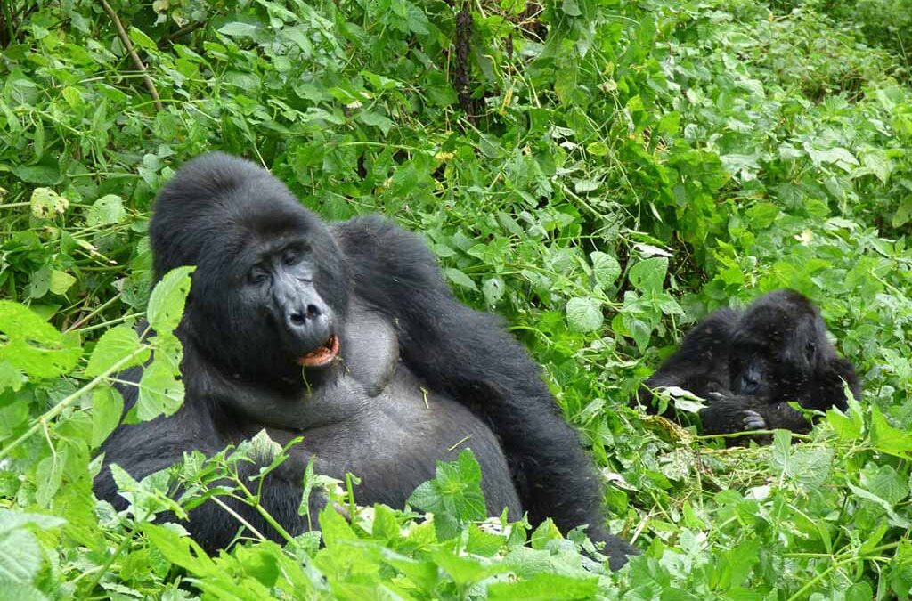 What It’s Like to Combine Gorilla Trekking and the Batwa Experience in Bwindi