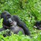 What It’s Like to Combine Gorilla Trekking and the Batwa Experience in Bwindi
