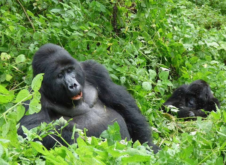 What It’s Like to Combine Gorilla Trekking and the Batwa Experience in Bwindi