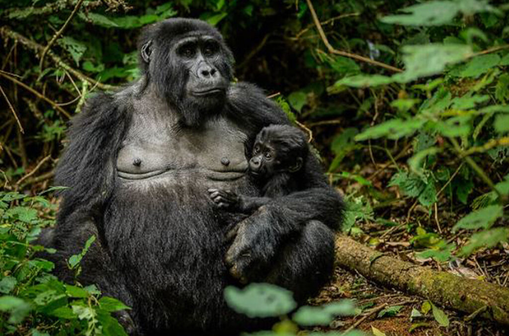Why Choose Gorilla Habituation Over Gorilla Trekking in Bwindi