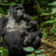 Why Choose Gorilla Habituation Over Gorilla Trekking in Bwindi