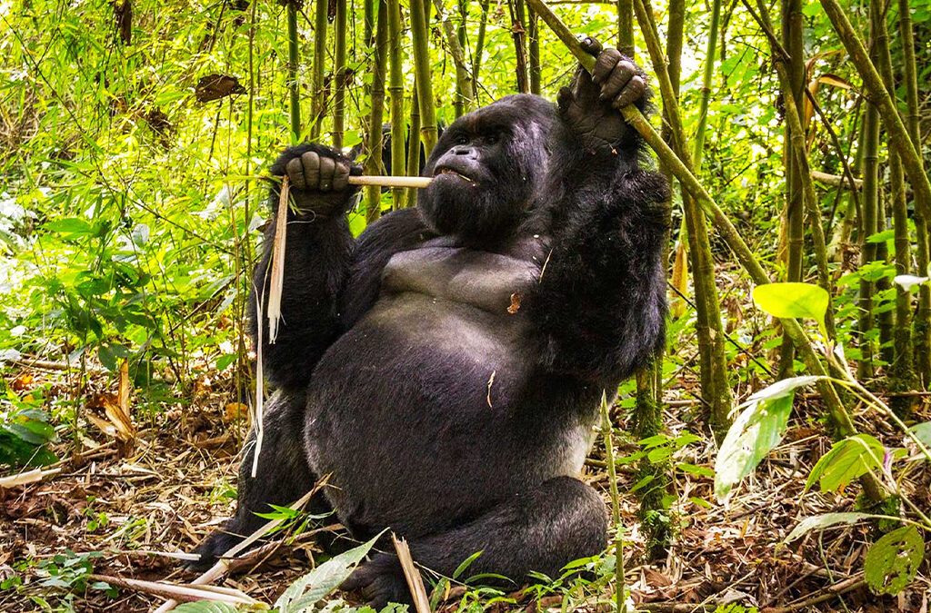 Gorilla Trekking in Congo: A Wild and Authentic Adventure