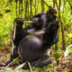 Gorilla Trekking in Congo: A Wild and Authentic Adventure