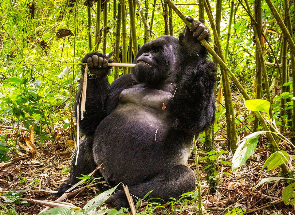 Gorilla Trekking in Congo: A Wild and Authentic Adventure