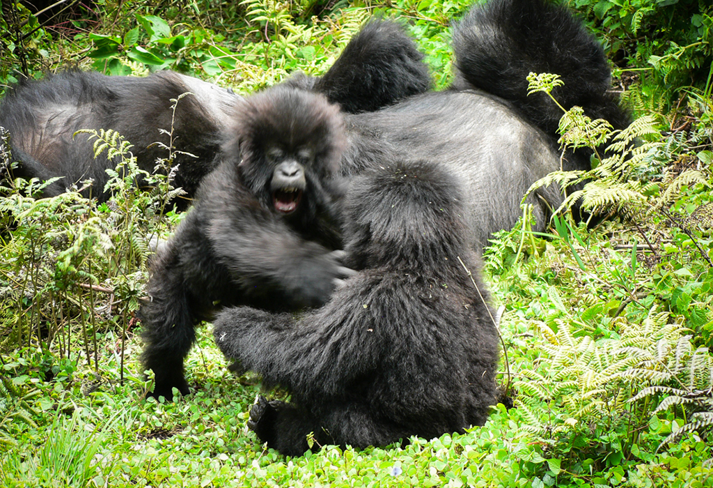 A Close Encounter with Mountain Gorillas in Rwanda