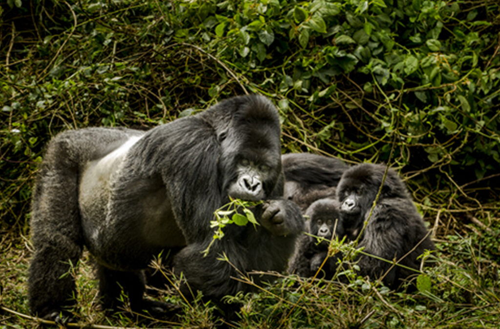 What Is Unique About Mountain Gorillas?