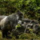 What Is Unique About Mountain Gorillas?