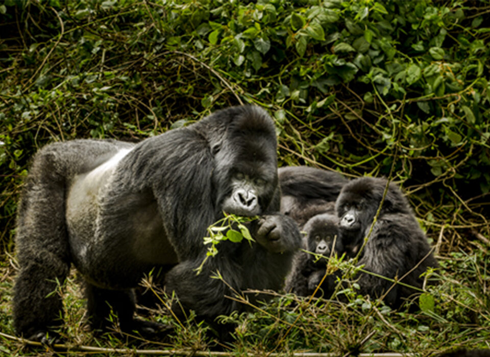 What Is Unique About Mountain Gorillas?
