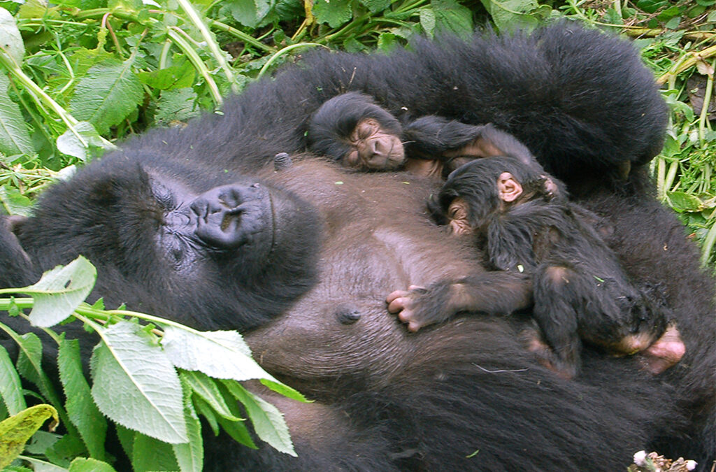 How Do Gorillas Sleep? A Fascinating Look into the Lives of These Gentle Giants