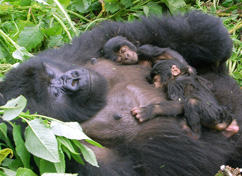 How Do Gorillas Sleep? A Fascinating Look into the Lives of These Gentle Giants