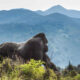 High-End and Luxury Gorilla Trekking in Rwanda