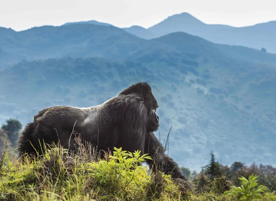 High-End and Luxury Gorilla Trekking in Rwanda